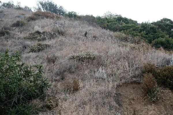 Runyon Canyon Hike - July 2026