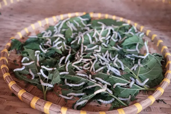 Silk Market