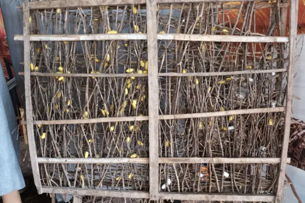 Silk Market