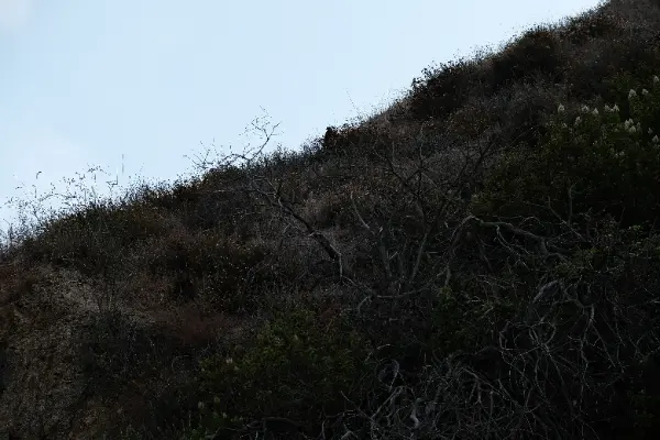Runyon Canyon Hike - July 2026