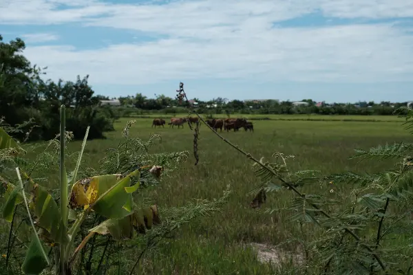 Hoi An Bike Tour