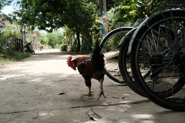 Hoi An Bike Tour