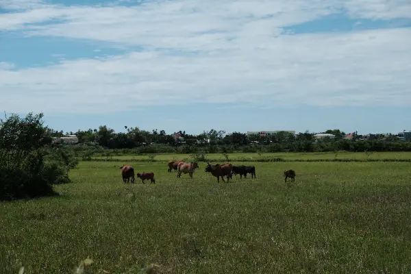 Hoi An Bike Tour